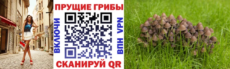 хочу наркоту  hydra зеркало  Галлюциногенные грибы Cubensis  Железноводск 